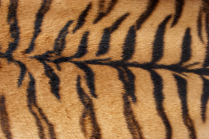 »  Tiger Fur Texture Closeup of animal fur  »  Uploaded by sh0dan (|) on Aug 2, 2005     Usage Royalty free 