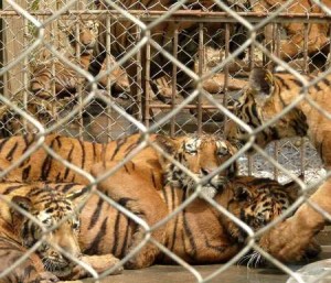 Tiger Breeding cages Guilin Tiger Bear Farm Jul 07 (c) Belinda Wright WPSI-ITC #258 hi-res.jpg