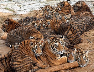 tiger group in Chinese farm.