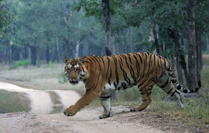 A tiger crossing a forest road in Pench Tiger Reserve.