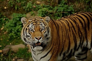 Panthera Tigris - How Helpful is taxonomic subdivision?