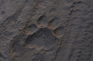 tiger pugmark in the dust