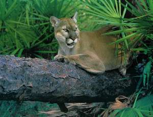 Florida Panther on log.