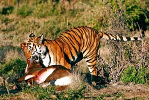 a recently introduced china tiger with it's Blesbuck prey