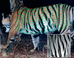 An image of a tiger with digital mesh superimposed and a closeup showing the stripe pattern