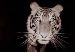 night vision shot of a tiger face on.