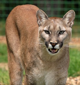 Close up image of a Texas Cougar