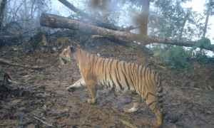 tiger and felled tree