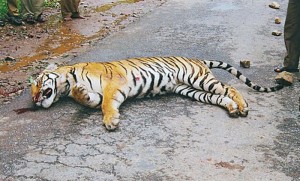 dead tiger on National Highway 212 Bandipur 