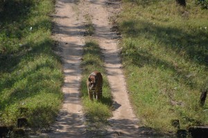 A lone Bengal Tiger on a road