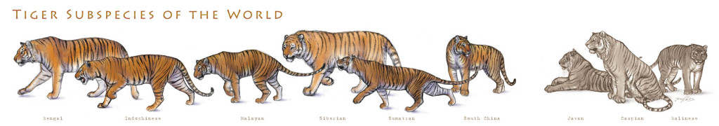 Tiger subspecies of the world: bengal, Indochinese, Malayan, Siberian, Sumatran, South China,  Javan, Caspian, Balinese