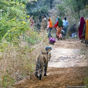 Villagers give tiger a wide berth on forest road