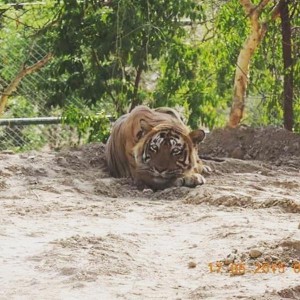 Tiger T24 in captivity