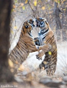 Bengal tigers fighting