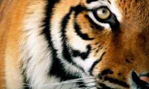 Close up of tiger eye.