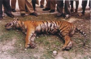 a dead tiger with a crowd of onlookers