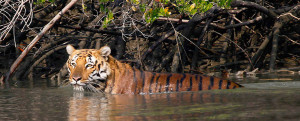 Tiger in mangrove swamp