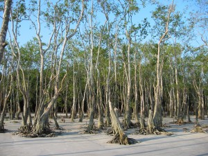 Mangrove trees in sand