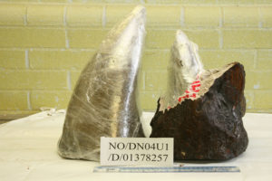 Rhino horn is worth more by weight on the black market than gold or diamonds