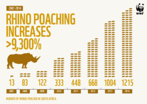 rhino poaching infographic